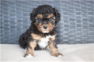 Tucker - Cavapoo for sale
