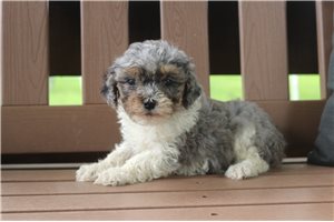 Sierra - puppy for sale