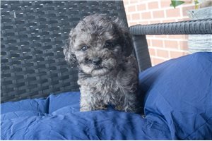 Leilani - Cockapoo for sale