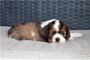 Vernon - Cocker Spaniel for sale