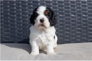 Vance - Cocker Spaniel for sale