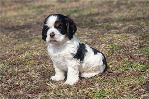 Vance - Cocker Spaniel for sale