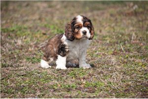 Vernon - Cocker Spaniel for sale