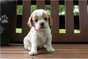 Patty - Cocker Spaniel for sale