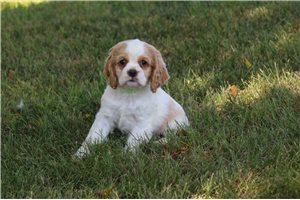 Patty - Cocker Spaniel for sale