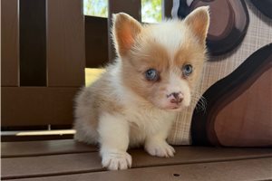 Apple - Corgi, American, placed in Lake Of The Ozarks