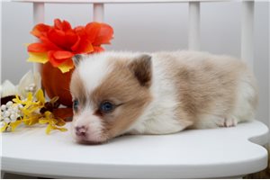 Apple - Corgi, American for sale