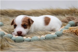 Sullivan - Jack Russell Terrier for sale