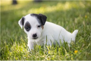 Sophia - Jack Russell Terrier for sale