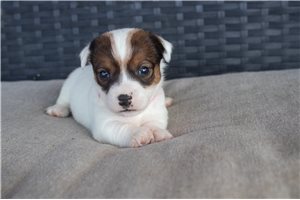 Wilma - puppy for sale