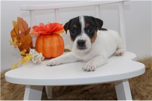 Garfield - Jack Russell Terrier for sale