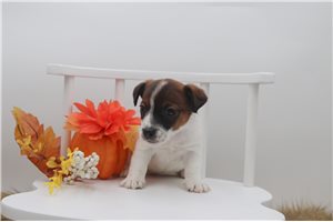 Gabriella - Jack Russell Terrier for sale