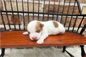 Sullivan - Jack Russell Terrier for sale
