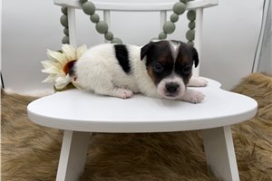 Gregory - Jack Russell Terrier for sale