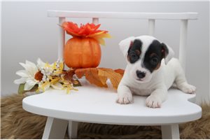Gianna - Jack Russell Terrier for sale