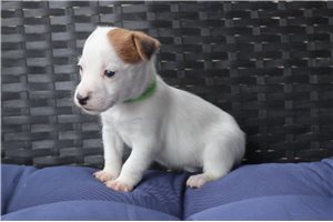 Stella - Jack Russell Terrier for sale