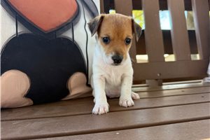Jellybean - Jack Russell Terrier for sale