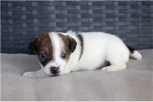 Warner - Jack Russell Terrier for sale