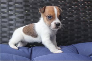 Soroya - Jack Russell Terrier for sale