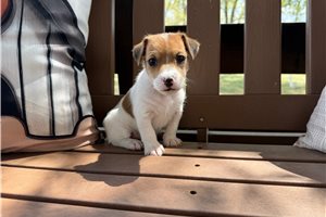 Jambalaya - Jack Russell Terrier for sale