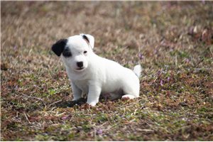 Wendy - Jack Russell Terrier for sale