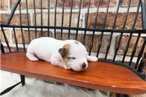Sadie - Jack Russell Terrier for sale