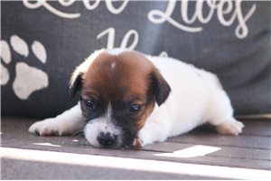 Kiara - Jack Russell Terrier for sale