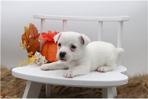 Grady - Jack Russell Terrier for sale