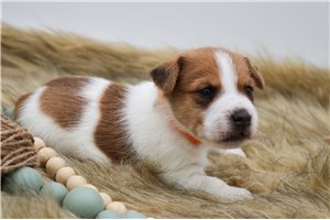 Sebastian - Jack Russell Terrier for sale