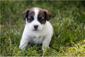 Scarlett - Jack Russell Terrier for sale