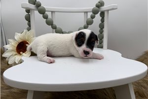 Gianna - Jack Russell Terrier for sale