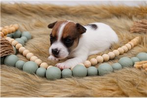 Soroya - Jack Russell Terrier for sale