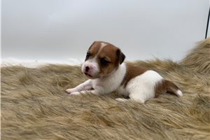 Jambalaya - puppy for sale