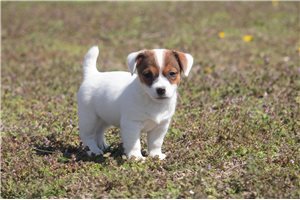 Wilma - Jack Russell Terrier for sale