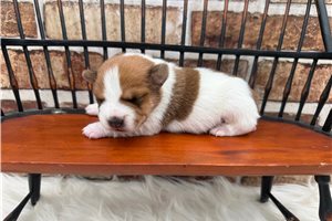 Sebastian - puppy for sale