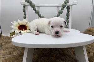 Grady - Jack Russell Terrier for sale