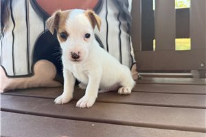 Ravioli - Jack Russell Terrier for sale