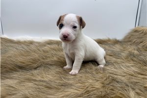 Ravioli - Jack Russell Terrier for sale