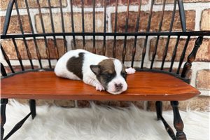 Soroya - Jack Russell Terrier for sale