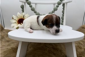 Gabriella - Jack Russell Terrier for sale