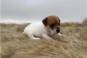 Jellybean - Jack Russell Terrier for sale