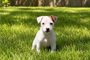 Stella - Jack Russell Terrier for sale