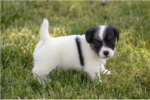 Sebastian - puppy for sale