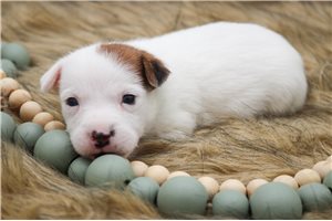 Stella - Jack Russell Terrier for sale