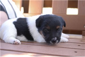 Kendall - Jack Russell Terrier for sale