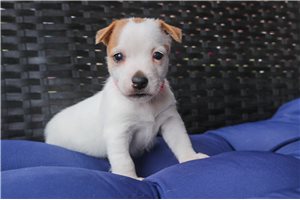 Sadie - Jack Russell Terrier for sale