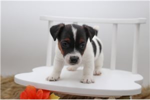 Gregory - Jack Russell Terrier for sale