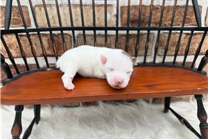 Stella - puppy for sale