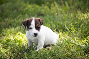 Stella - Jack Russell Terrier for sale