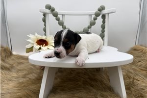 Garfield - Jack Russell Terrier for sale